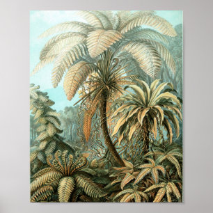 Poster Kunstformen der Nature, Filicinae - Ernst Haeckel