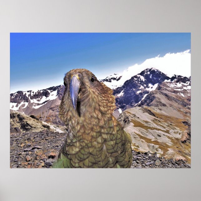 Poster Kurious Kea (Frente)