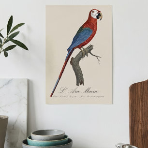 Poster L' Ara Macao / Red and green Macaw