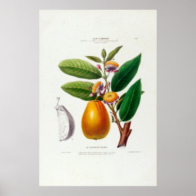 Poster La Couyave De Cayenne Vintage Pear Botanical (Frente)