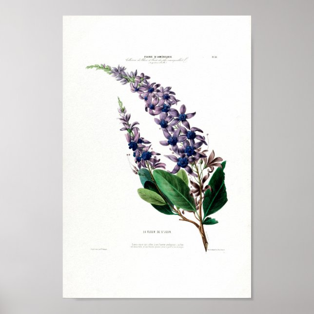 Poster La Fleur De Ruas. Jean Purple Floral Amerique Bota (Frente)