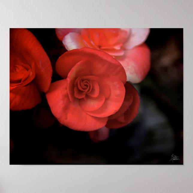 Póster La Fleur Rouge [Art Impressão] (Frente)