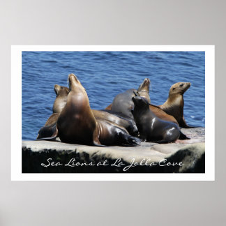 Poster La Jolla Cove Sea Lions