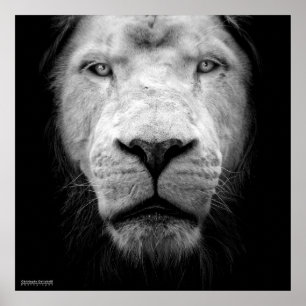 Poster La lion blanc - O leão branco