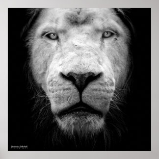 Poster La lion blanc - O leão branco