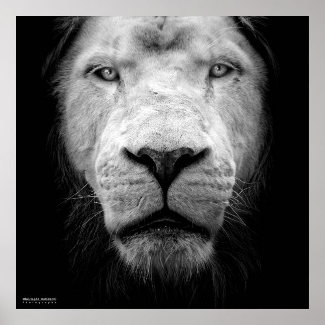 Poster La lion blanc - O leão branco (Frente)