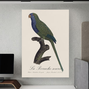 Poster La Perruche souris / Monk Parakeet