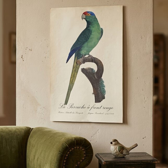 Poster La Perruche, uma coroa (Orange-Fronted Parakeet, Eupsittula Canicularis. Poster )