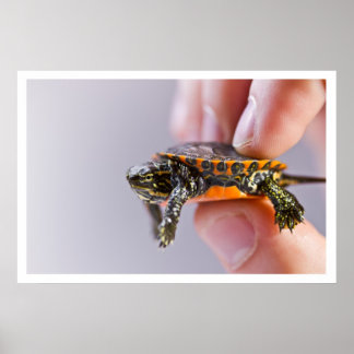 Poster La Petite Tortue