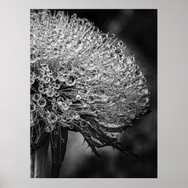 Poster La Pluie Noir - Dandelion