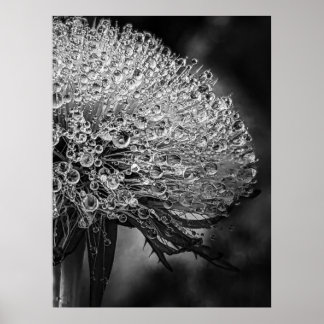 Poster La Pluie Noir - Dandelion