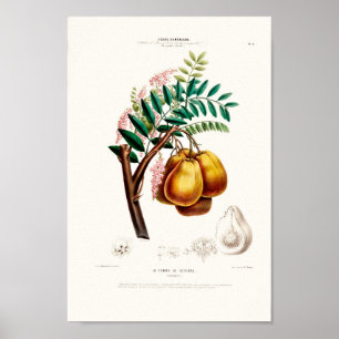 Poster La Pomme De Cithen Vintage Botanical