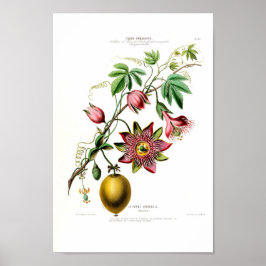 Poster La Pomme Grenadille Pink Floral Vintage Flore D Am
