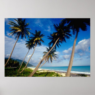 Póster La Samana Peninsula, República Dominicana,