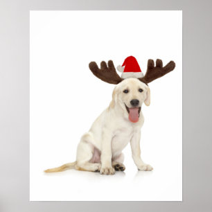Póster Lab Puppy Vestindo Antlers