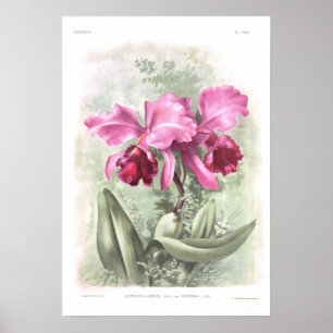 Póster Labiata de Cattleya