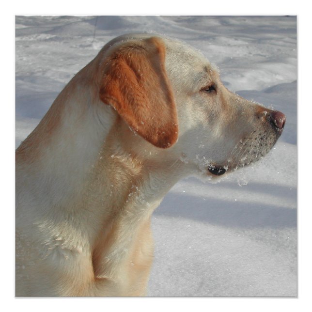 Póster laboratório amarelo 4 (Frente)