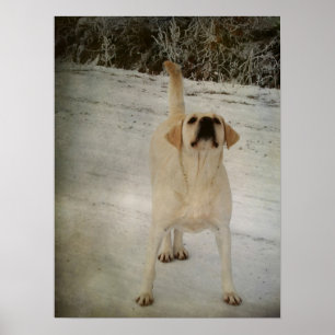 Póster Laboratório de inverno
