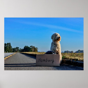 Poster Labradoodle