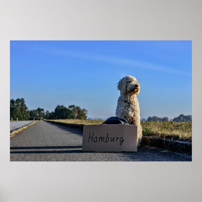 Poster Labradoodle (Frente)