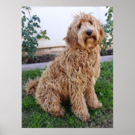 Poster Labradoodle Puppy Dog
