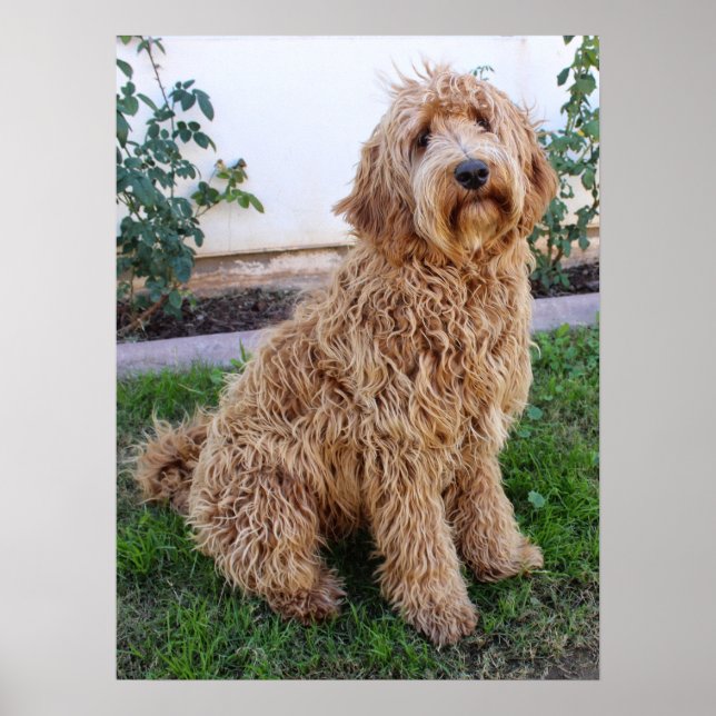 Poster Labradoodle Puppy Dog (Frente)