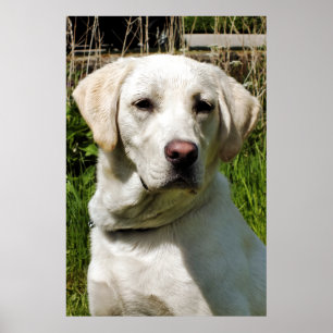 POSTER LABRADOR