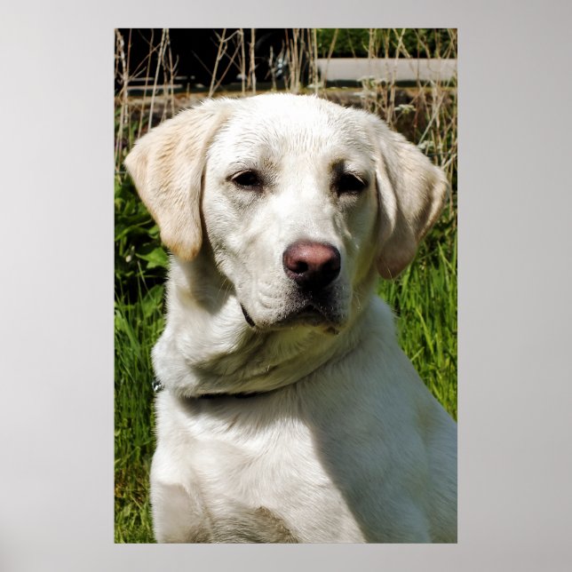 POSTER LABRADOR (Frente)