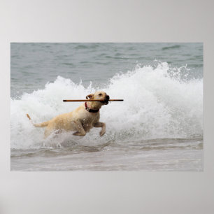 Poster Labrador - amarelo - vá esforço!