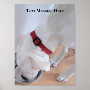 Poster Labrador Branco-Bonito Misturar Água Bebendo Cão