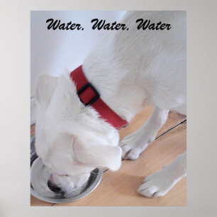 Poster Labrador Branco-Bonito Misturar Água Bebendo Cão-C
