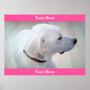 Poster Labrador branco-bonito, rebitador, mistura de cãe