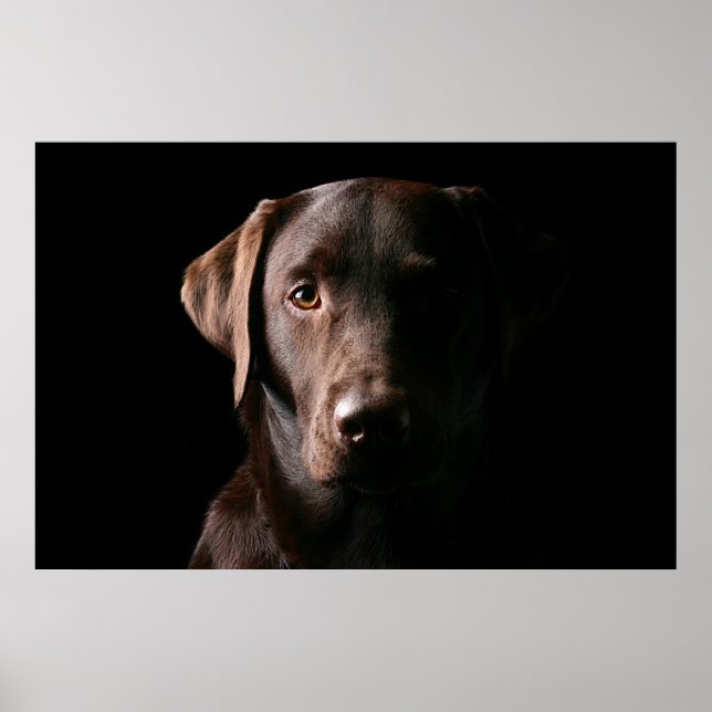 Poster Labrador de chocolate impressionante (Frente)