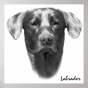 Poster Labrador Dog clássico