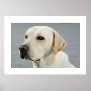 Poster Labrador dourado