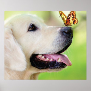 Poster Labrador E Travesseiro decorativo De Borboleta
