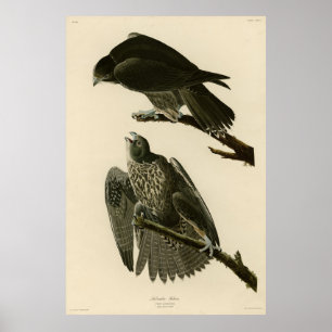 Poster Labrador Falcon das Aves da América de Audubon