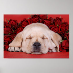Poster Labrador filhote e rosas