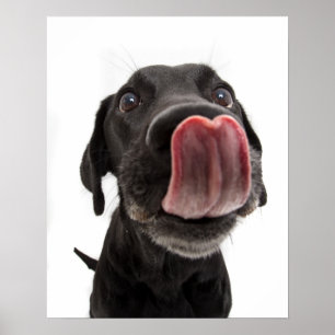 Poster Labrador Negro A Soltar O Nariz