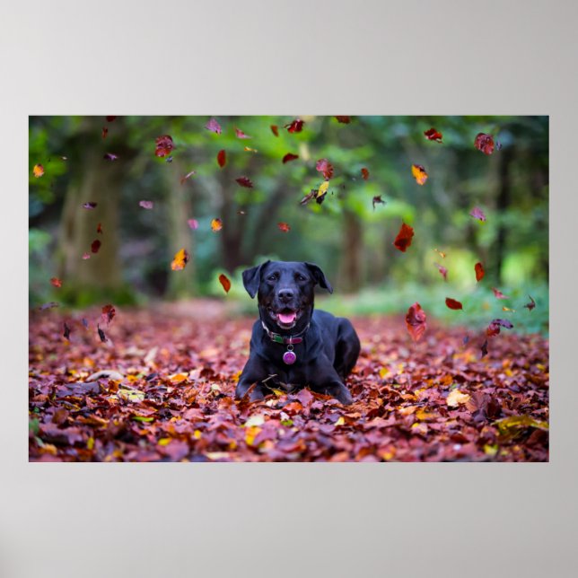 Poster Labrador Negro Em Folhas De Queda (Frente)