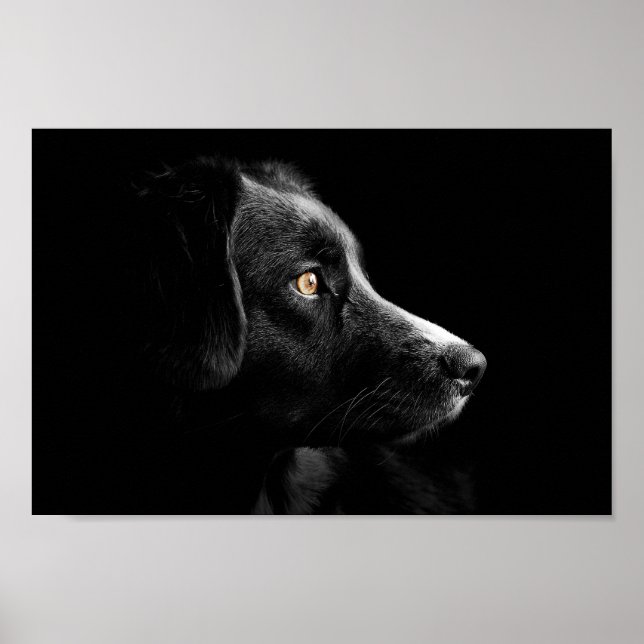 poster labrador preto (Frente)