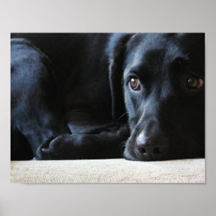 Póster Labrador preto