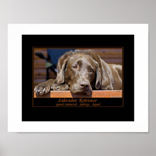 Póster Labrador retriever