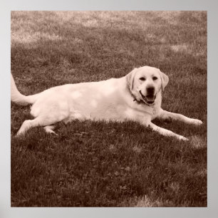 Poster labrador retriever bonito