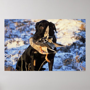 Poster Labrador retriever com pato selvagem de Drake