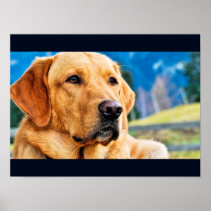 Poster Labrador retriever dourado