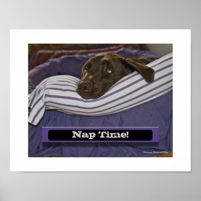 Póster Labrador Retriever na Cama (Frente)