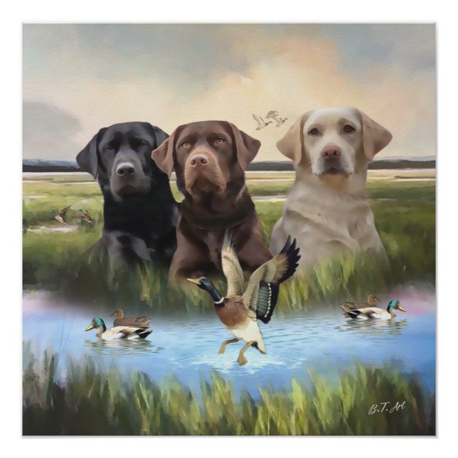Póster Labrador Retrievers (Cães caçadores) (Frente)