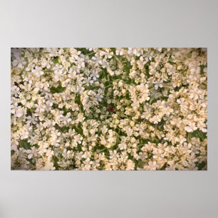 Poster Lace da Rainha Anne,