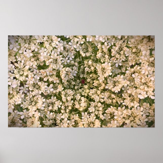 Poster Lace da Rainha Anne, (Frente)